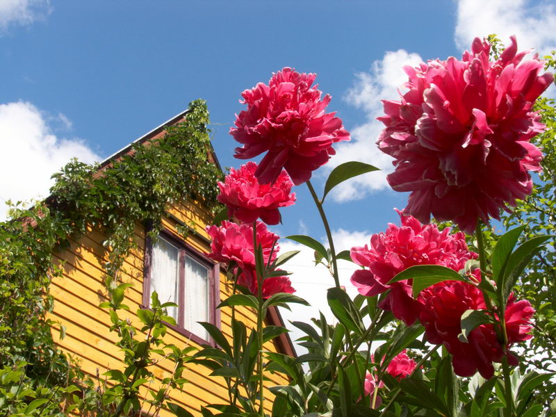 http://all-flowers.ucoz.ru/_ph/9/269097911.jpg
